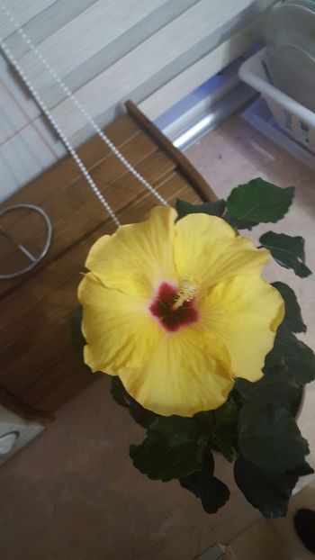  - Hibiscus Adonicus Yellow