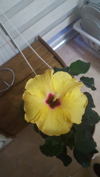 Ultima floare - Hibiscus Adonicus Yellow