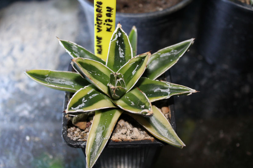 Agave Victoria Reginae Kizan 100 - Vandute