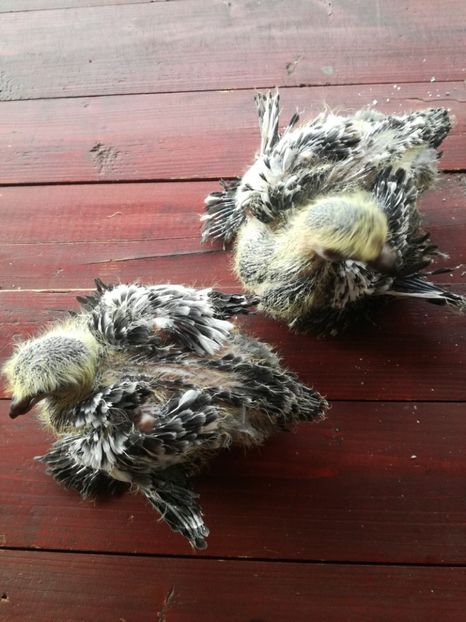  - Pui gusati de pomeramia 2018