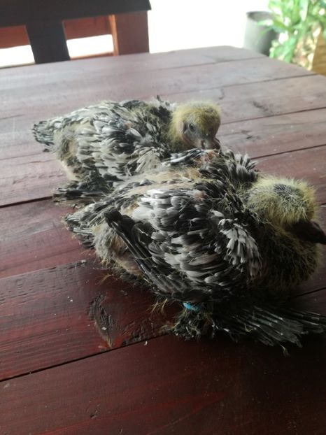  - Pui gusati de pomeramia 2018