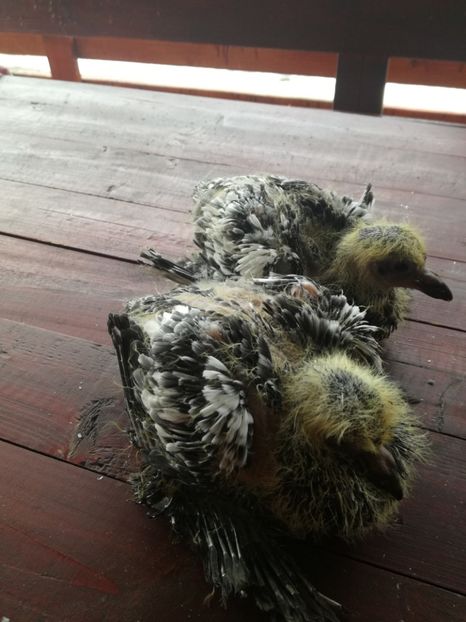  - Pui gusati de pomeramia 2018