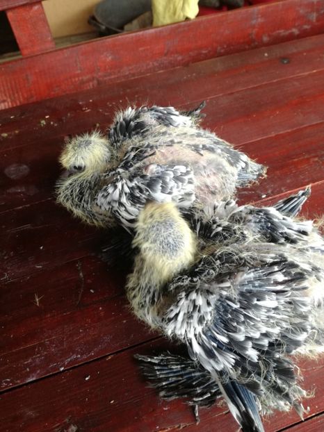  - Pui gusati de pomeramia 2018