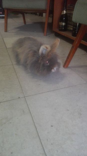 Iepuras de angora - cateii