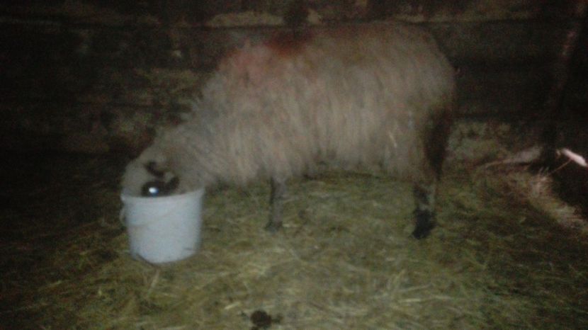 Am primit o oita - cateii