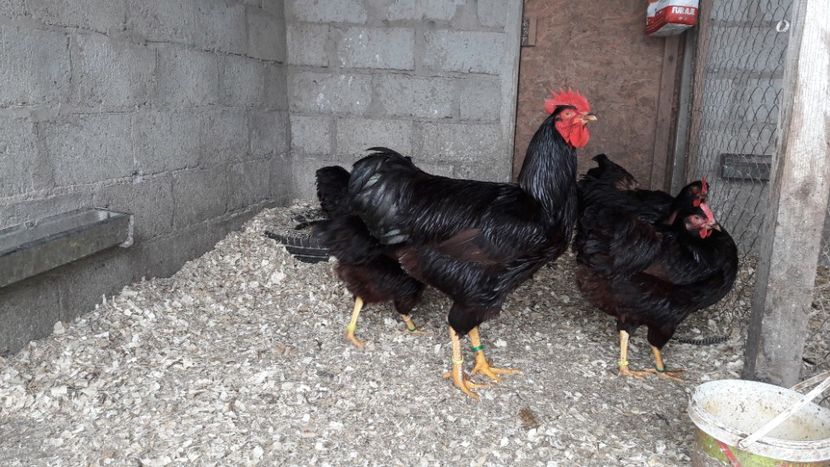  - Matcă Rhode Island 2018