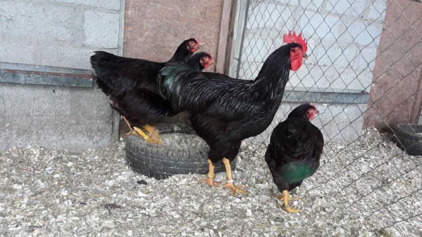  - Matcă Rhode Island 2018