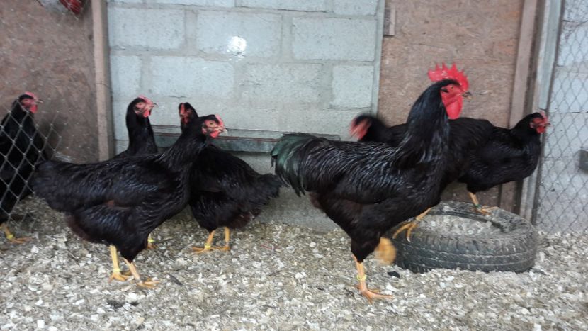  - Matcă Rhode Island 2018