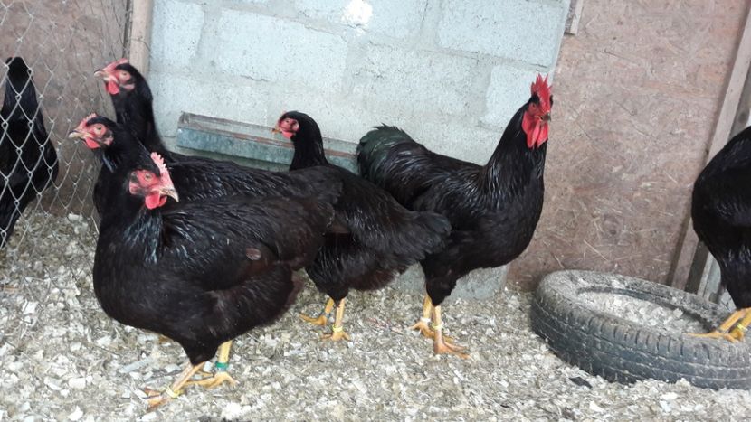  - Matcă Rhode Island 2018