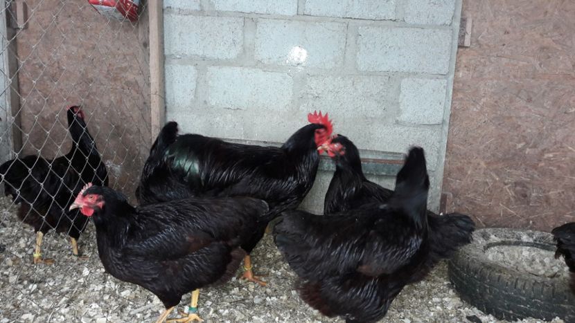  - Matcă Rhode Island 2018