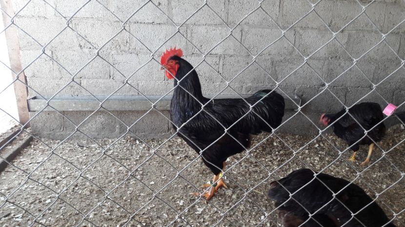  - Matcă Rhode Island 2018