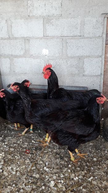  - Matcă Rhode Island 2018