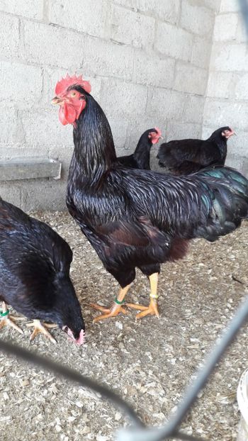  - Matcă Rhode Island 2018