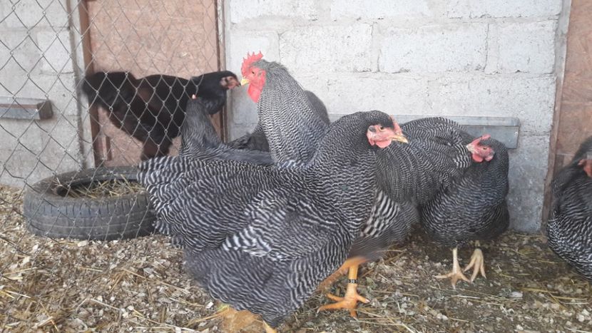  - Matcă Plymouth rock barat 2018