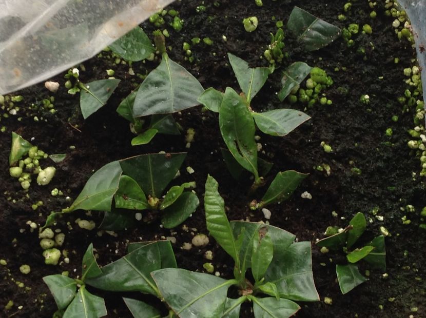 Mie mi se pare ca stagnează - Gardenia butasi