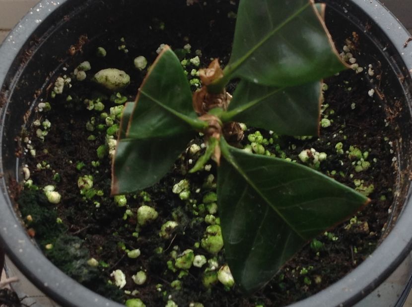 Poate doua " cornite" - Gardenia butasi