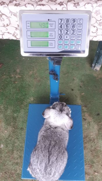 5 luni - 07 F4 Chinchila