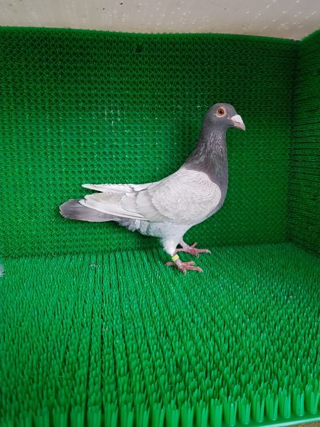 F 2017 - Porumbei vanduti