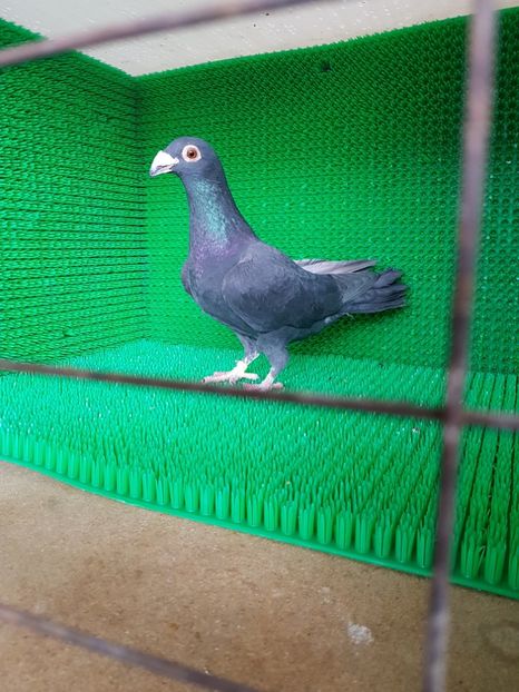 F 2017 - Porumbei vanduti