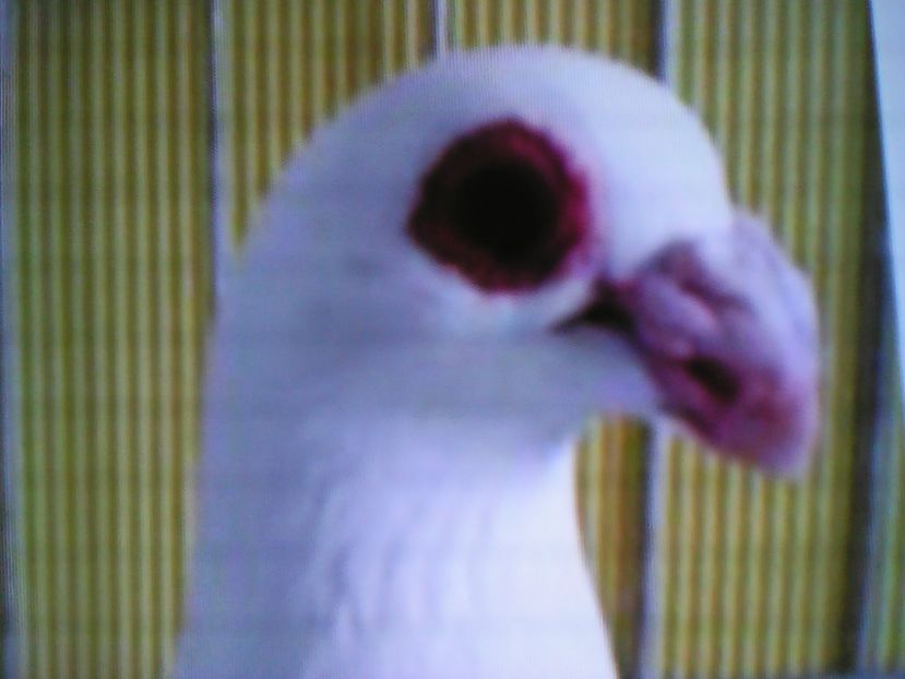 CAP  INDIANER  TÂNĂR - VOIAJORI DE FRUMUSETE BAGDETI INDIENI GERMANII