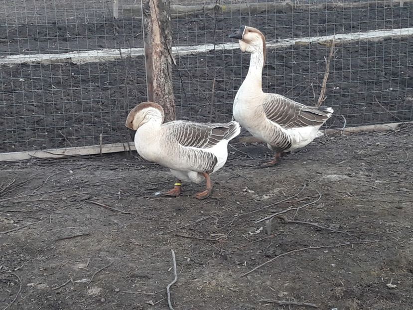  - e Gaste Africane 2018