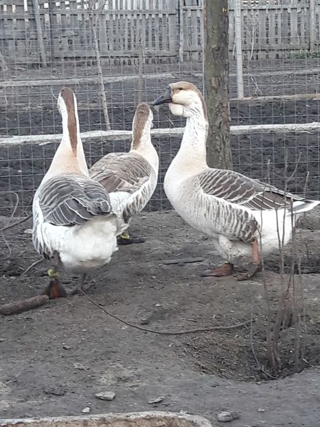  - e Gaste Africane 2018