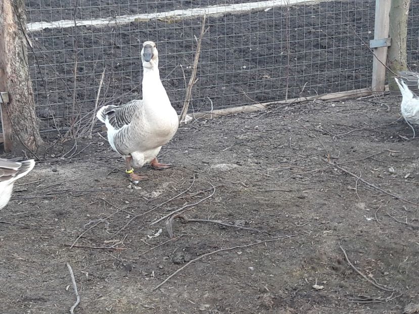  - e Gaste Africane 2018