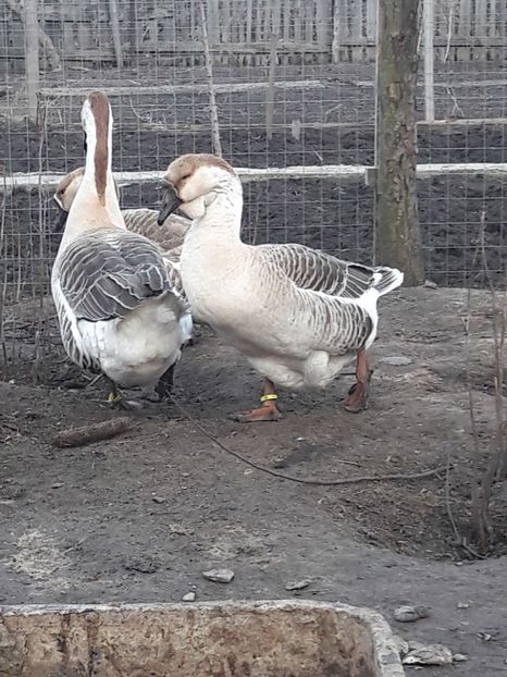  - e Gaste Africane 2018