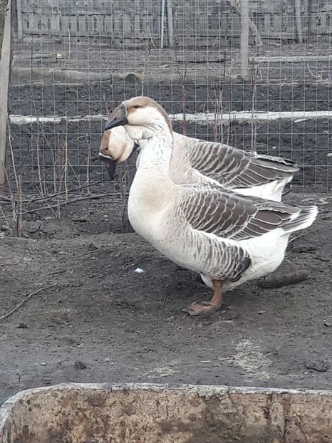  - e Gaste Africane 2018