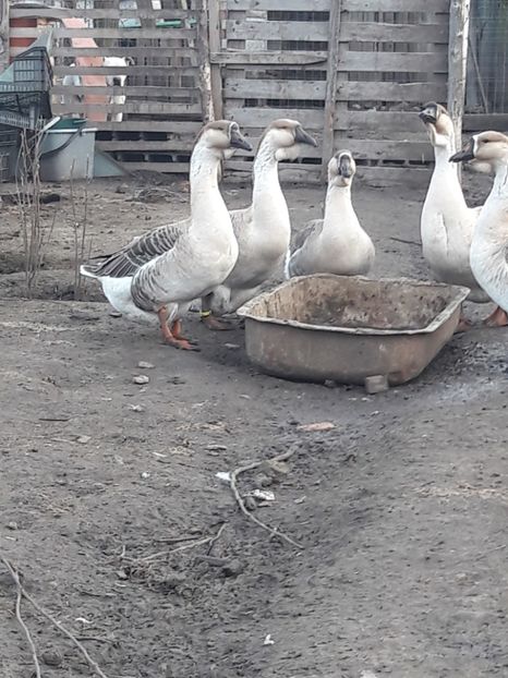  - e Gaste Africane 2018