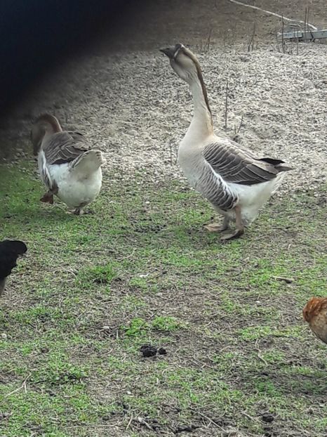 20180326_155714(0) - e Gaste Africane 2018