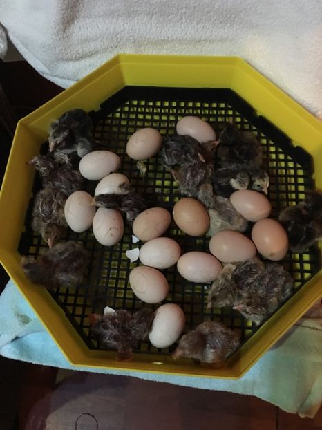 image - 0 Sa Înceapă Nebunia