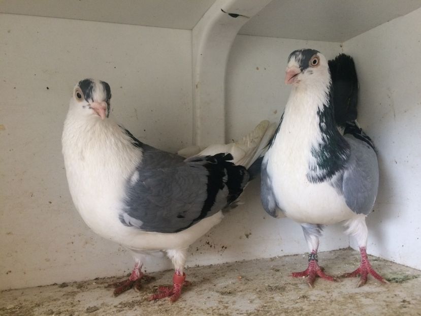 Perechea 1 - 1-Perechi galateni 2018