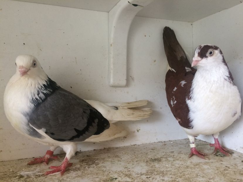 Perechea 4 - 1-Perechi galateni 2018