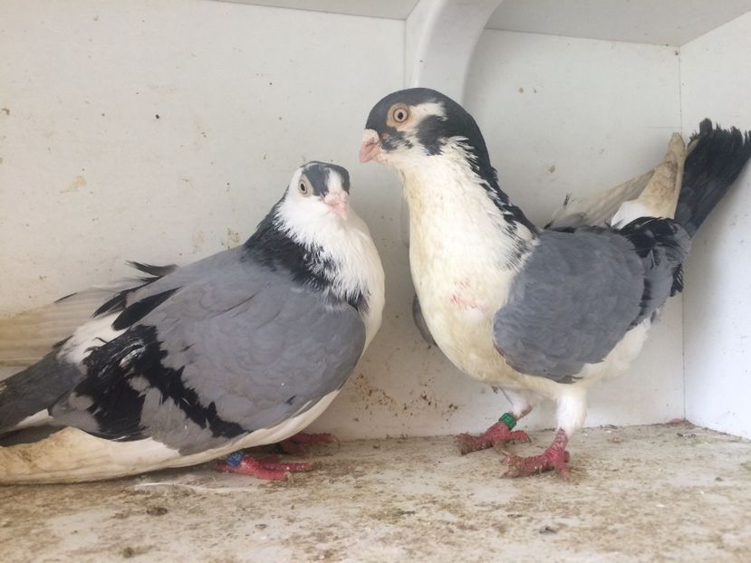 Perechea 6 - 1-Perechi galateni 2018