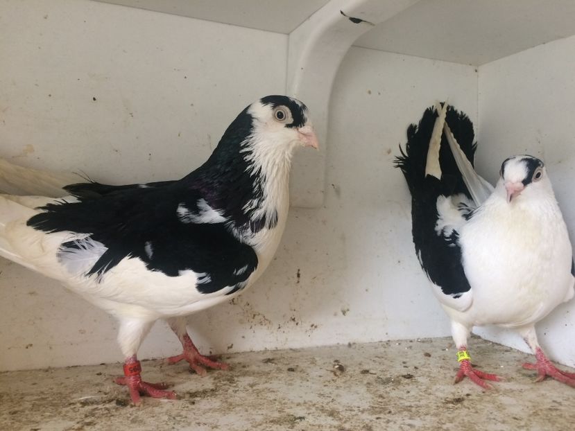 Perechea 14 - 1-Perechi galateni 2018