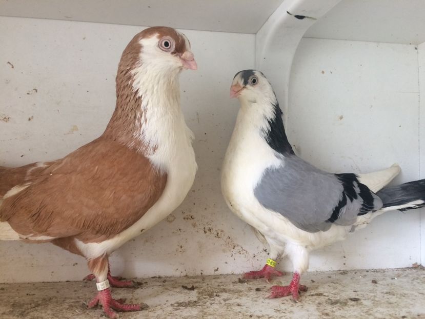 Perechea 15 - 1-Perechi galateni 2018