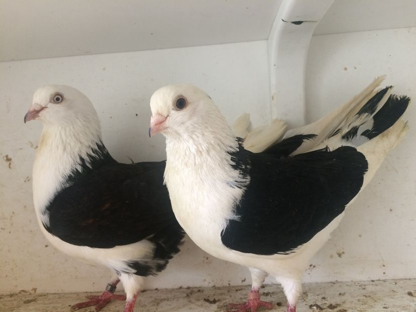 Perechea 16 - 1-Perechi galateni 2018