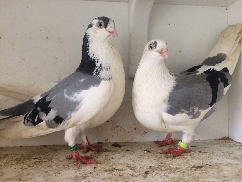 perechea 18 - 1-Perechi galateni 2018