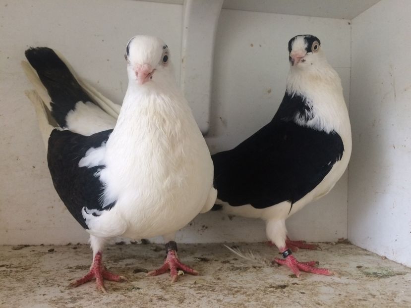 Perechea 21 - 1-Perechi galateni 2018