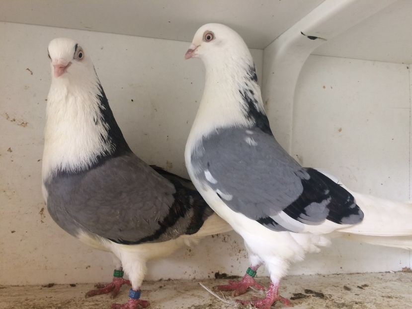 Perechea 22 - 1-Perechi galateni 2018