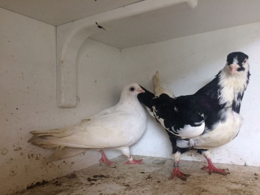 Perechea 24 - 1-Perechi galateni 2018