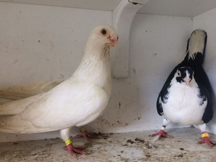 perechea 25 - 1-Perechi galateni 2018