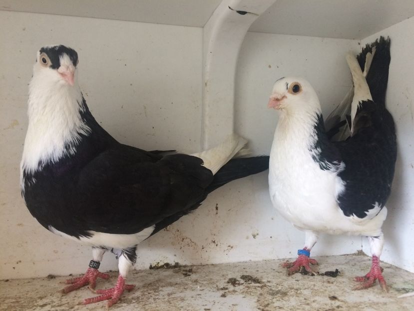 Perechea 26 - 1-Perechi galateni 2018