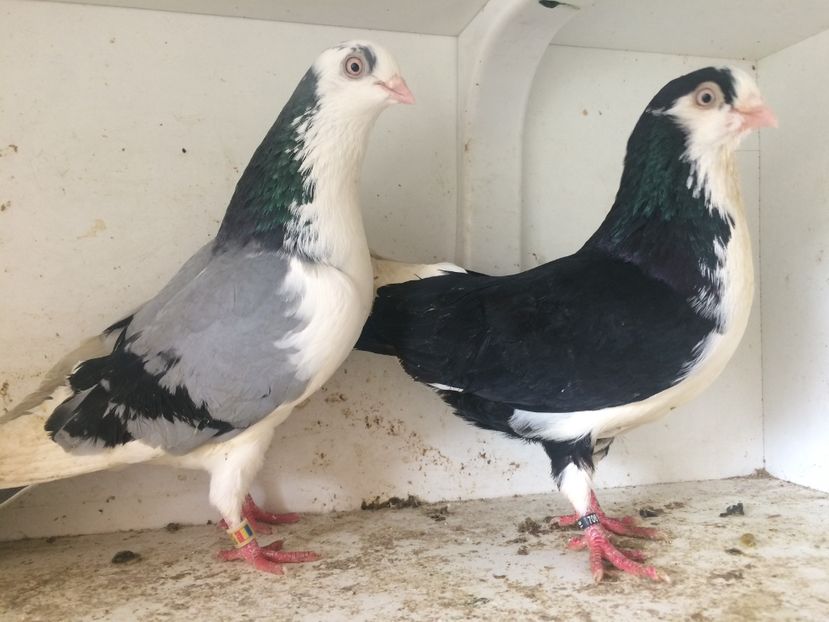 Perechea 27 - 1-Perechi galateni 2018