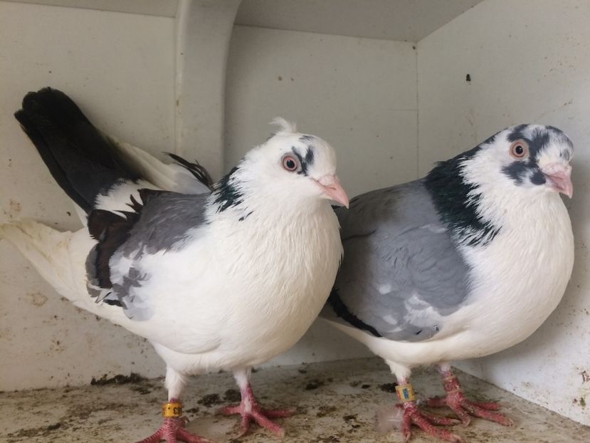 Perechea 30 - 1-Perechi galateni 2018