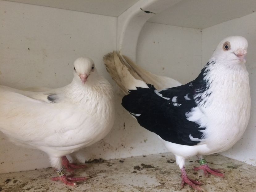 Perechea 31 - 1-Perechi galateni 2018