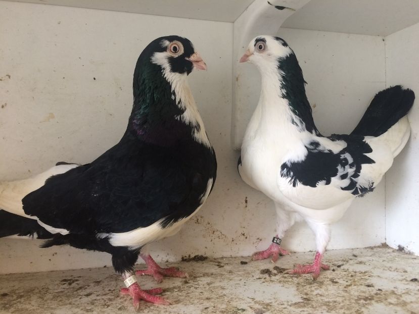 perechea 33 - 1-Perechi galateni 2018