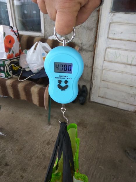  - 03 Femela salander mantulat pe havana- Thunder