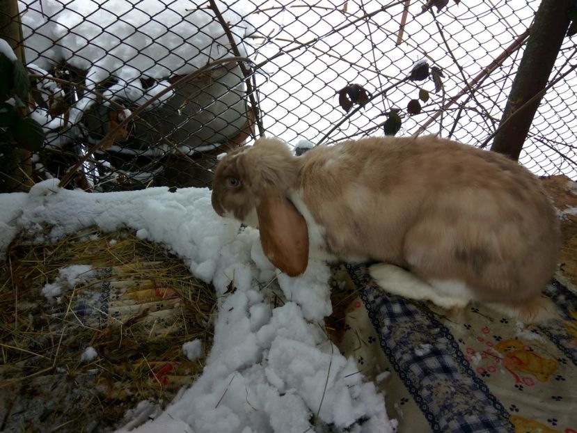  - 03 Femela salander mantulat pe havana- Thunder